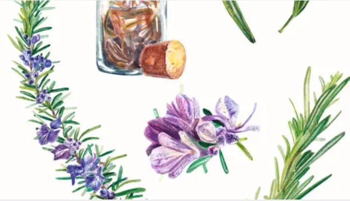 芳香藥草 插畫